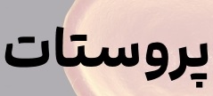 پروستات در مردان